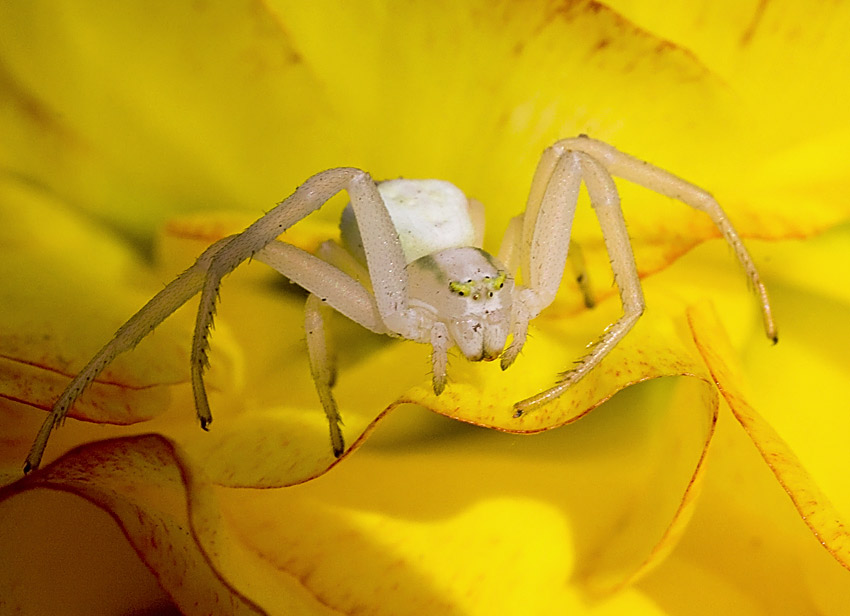 Misumena vatia