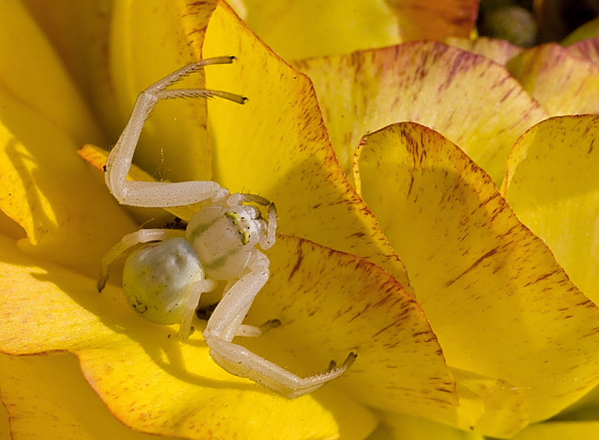 Misumena vatia