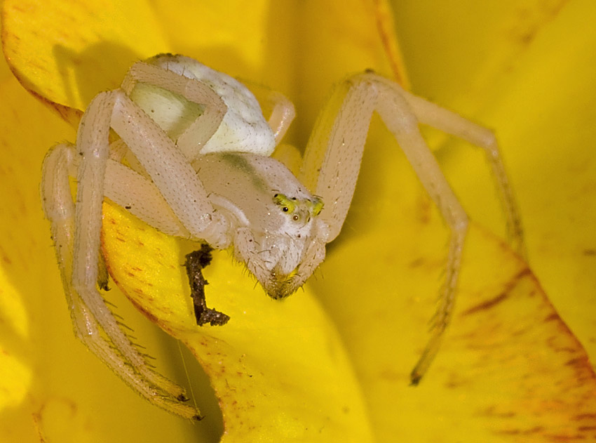 Misumena vatia