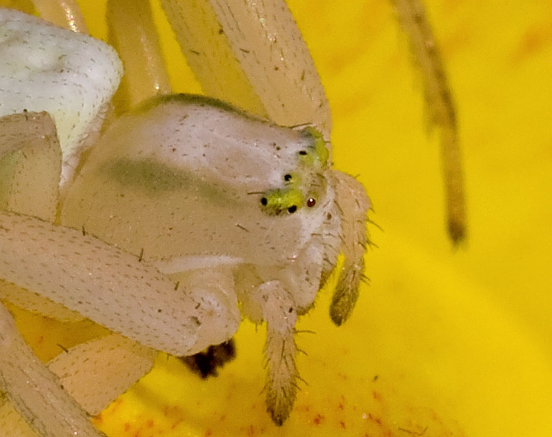 Misumena vatia