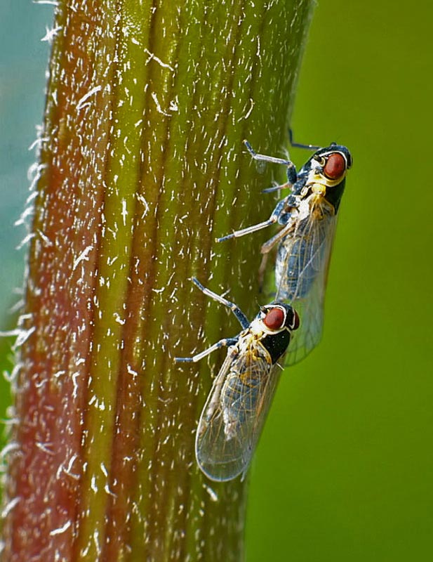 Hyalesthes obsoletus