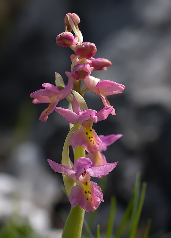 Orchis mascula (L.) L.