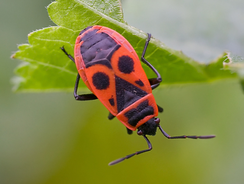 Pyrrhocoridae: Pyrrhocoris apterus della Liguria (SP)
