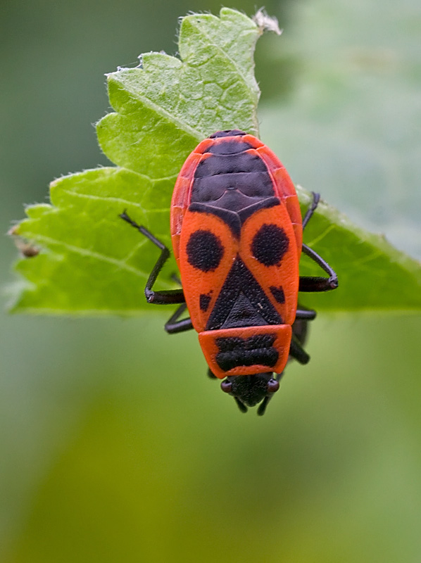 Pyrrhocoridae: Pyrrhocoris apterus della Liguria (SP)