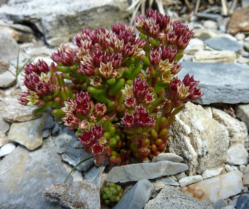 Sedum atratum
