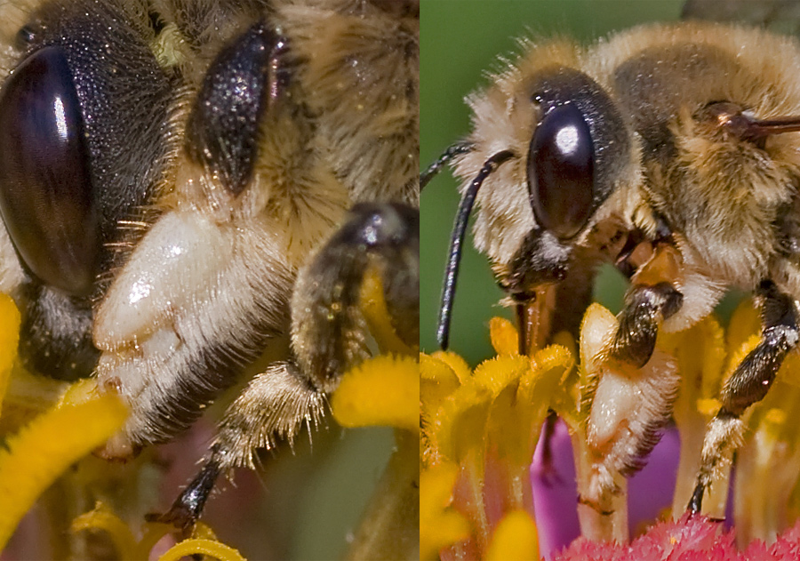 Andrena...?  No, Megachile sp., maschio