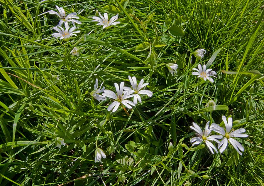 Rabelera holostea (=Stellaria holostea) / Centocchio garofanina