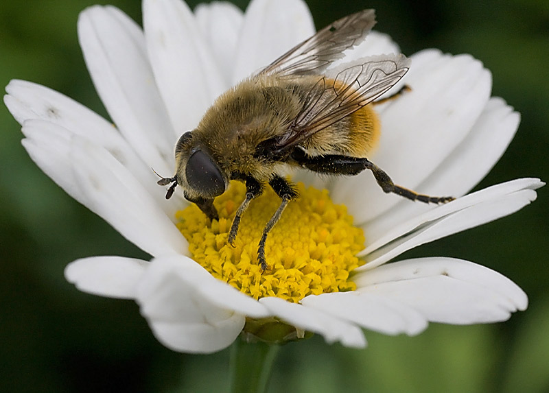 Syrphidae / Volucella bombylans?