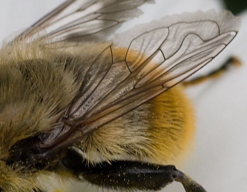 Syrphidae / Volucella bombylans?