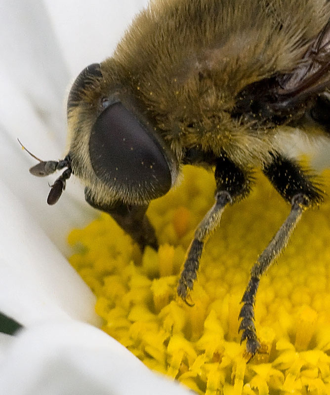 Syrphidae / Volucella bombylans?