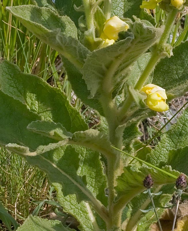 pianta con foglie pelose -Verbascum sp,