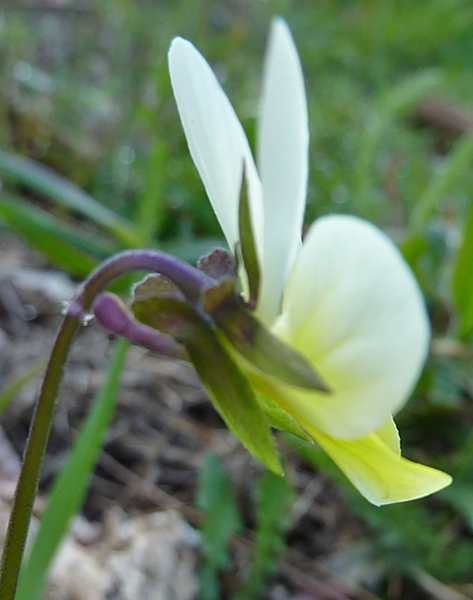Viola gialla e bianca. - Viola arvensis