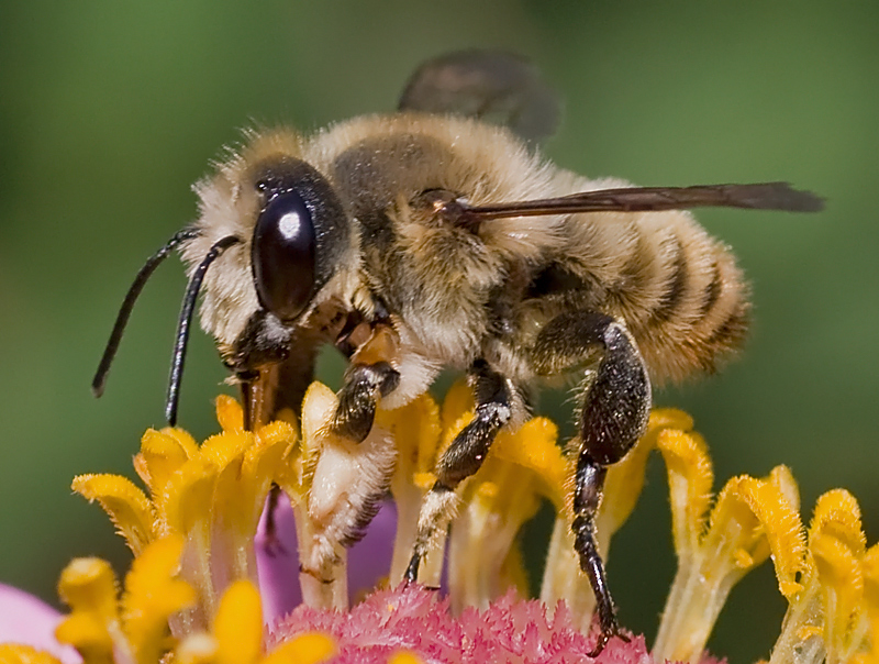 Andrena...?  No, Megachile sp., maschio