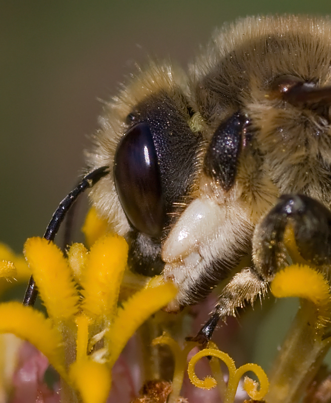 Andrena...?  No, Megachile sp., maschio