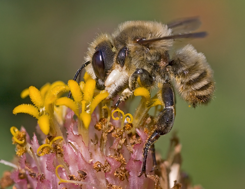 Andrena...?  No, Megachile sp., maschio