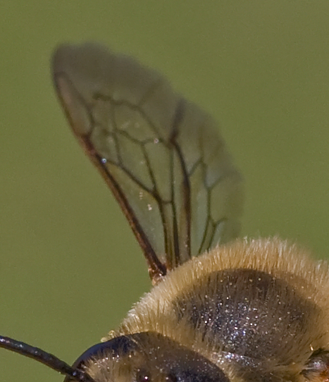 Andrena...?  No, Megachile sp., maschio