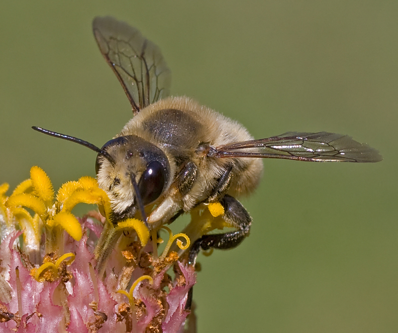 Andrena...?  No, Megachile sp., maschio