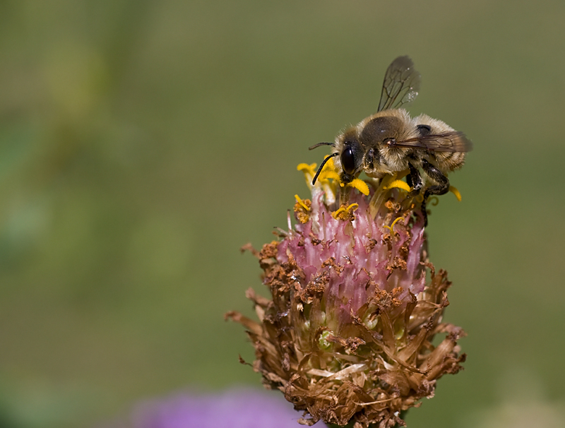 Andrena...?  No, Megachile sp., maschio