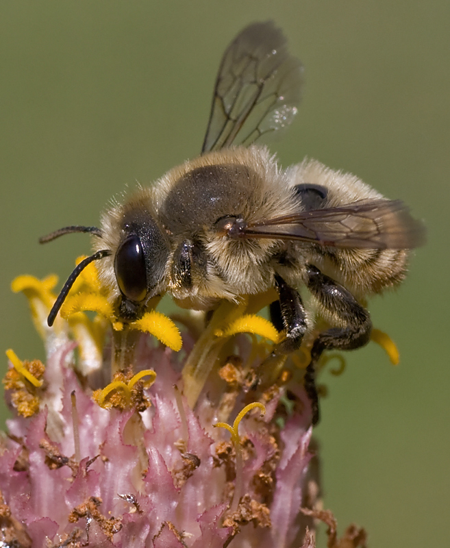 Andrena...?  No, Megachile sp., maschio