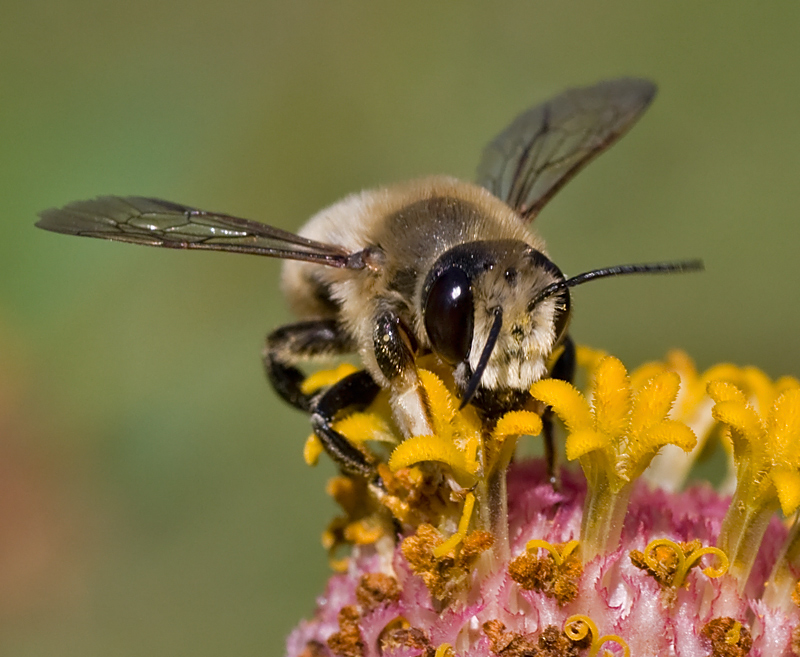 Andrena...?  No, Megachile sp., maschio