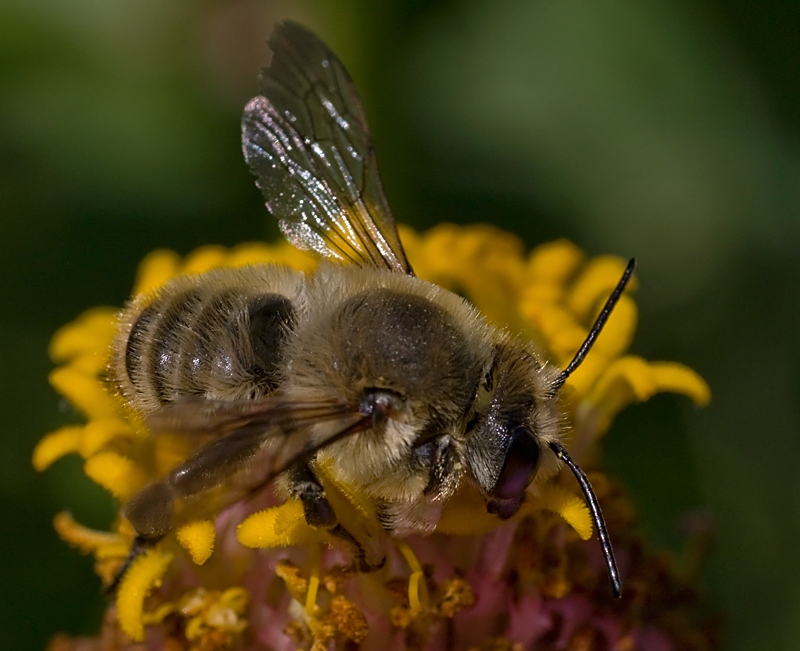 Andrena...?  No, Megachile sp., maschio