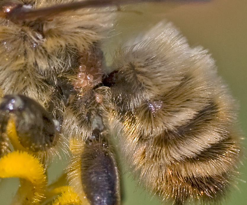 Andrena...?  No, Megachile sp., maschio