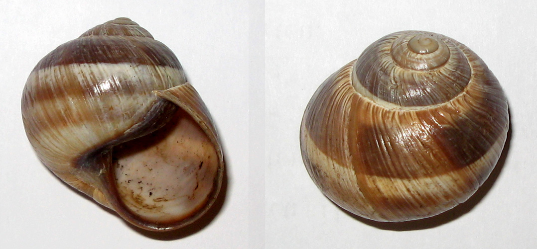 Helix cincta