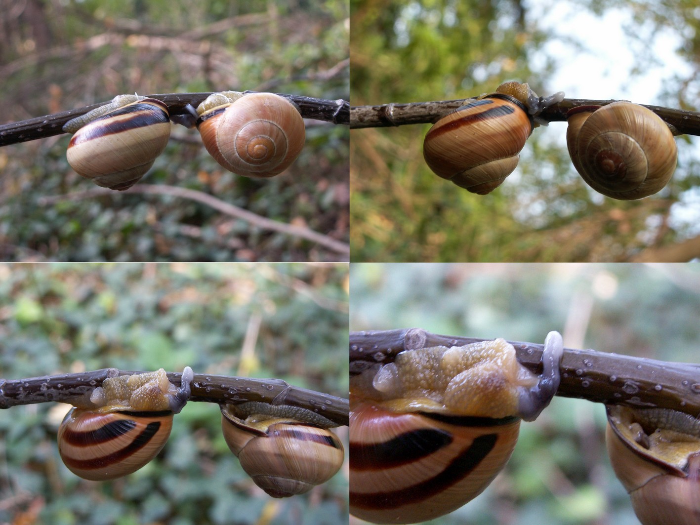 Conferma ID Helicidae in accoppiamento [Cepaea nemoralis]