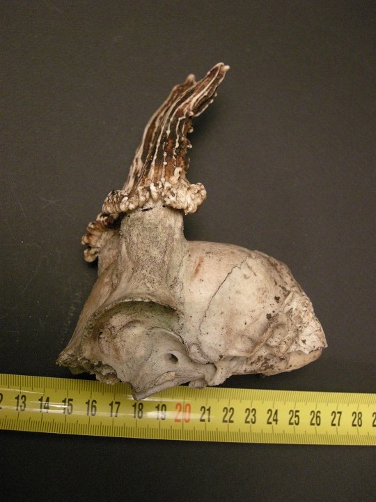 palchi raccolti