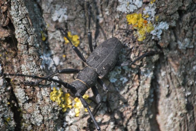 Morimus asper