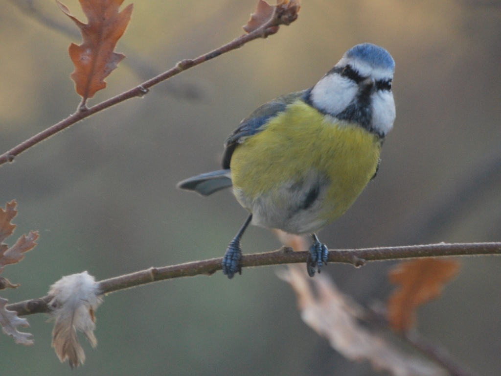 Avifauna humor