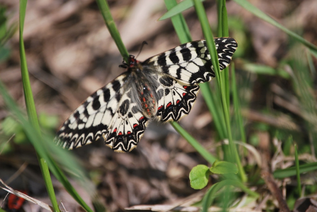 Id
