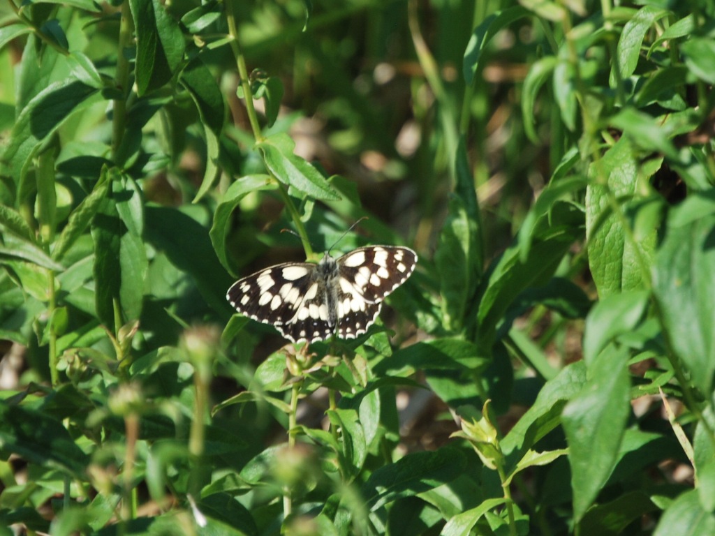 Identificazione