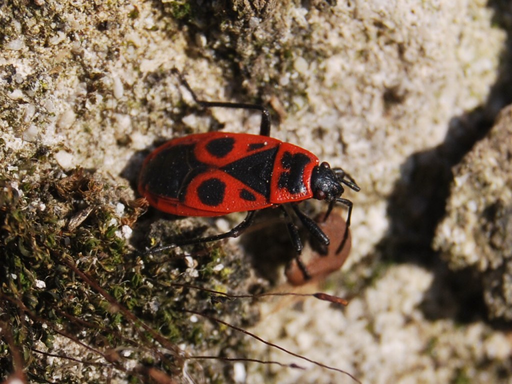 Pyrrhocoridae: Pyrrhocoris apterus