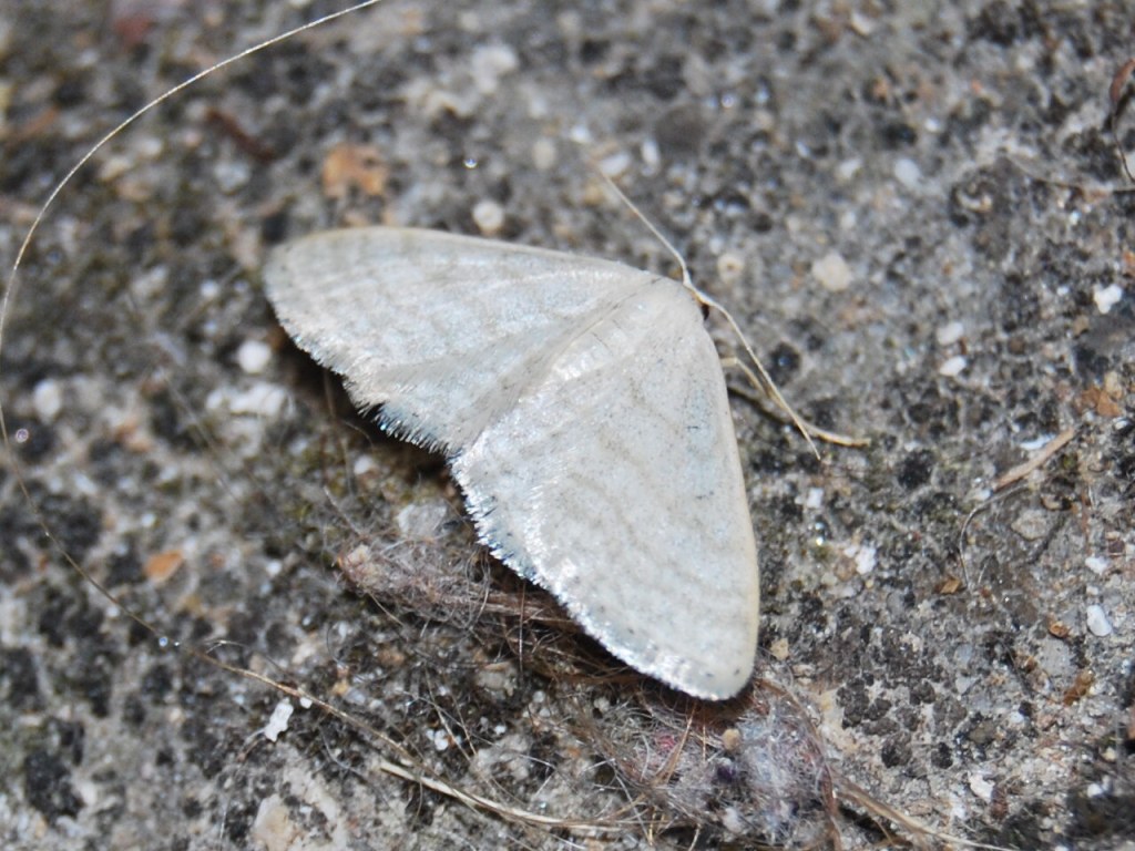 Geometridae?