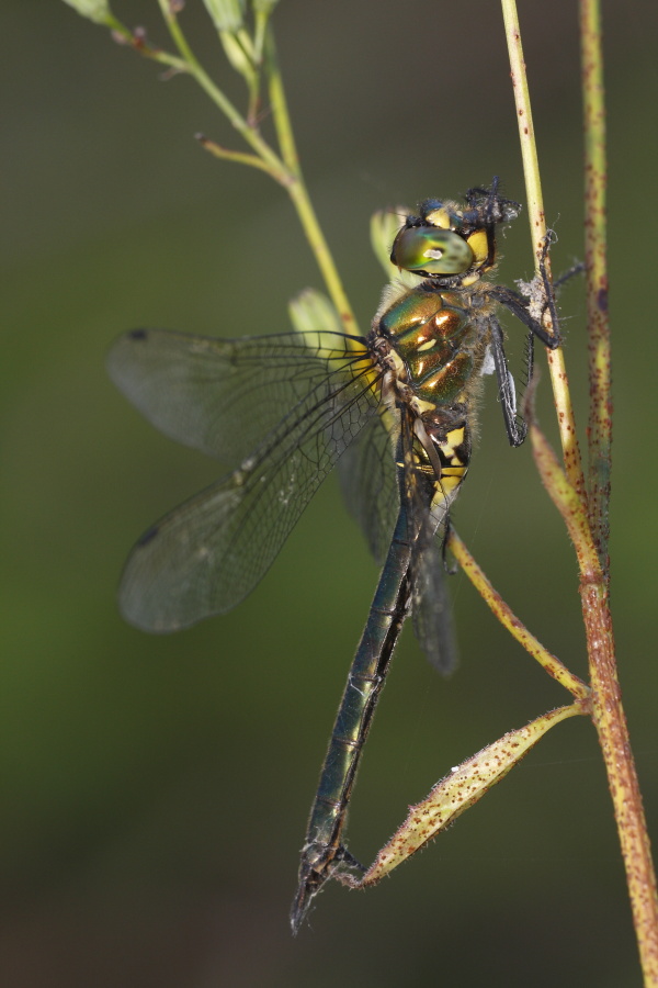 Identificazione Somatochlora