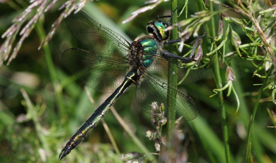 Aiuto identificazione: Somatochlora metallica