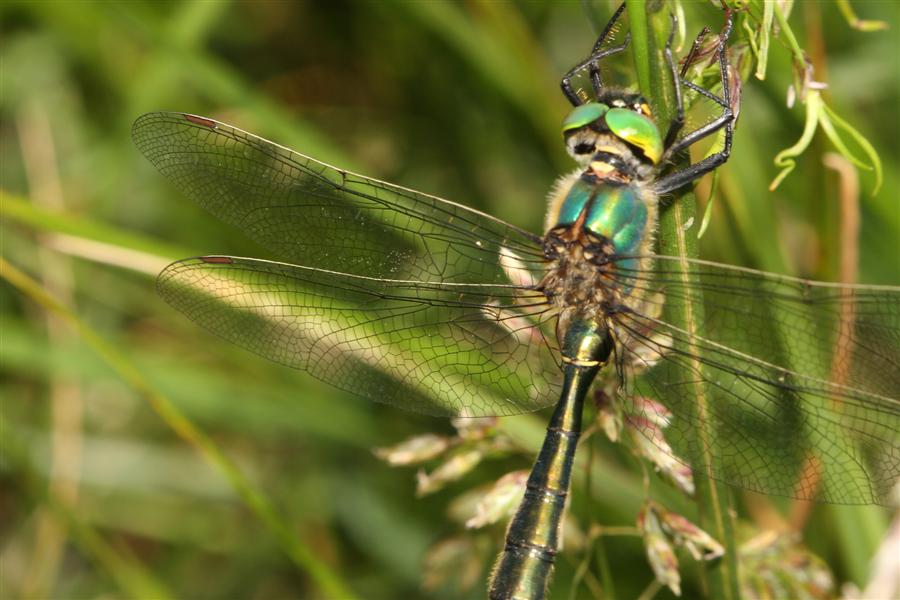 Aiuto identificazione: Somatochlora metallica