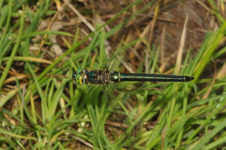 Aiuto identificazione: Somatochlora metallica