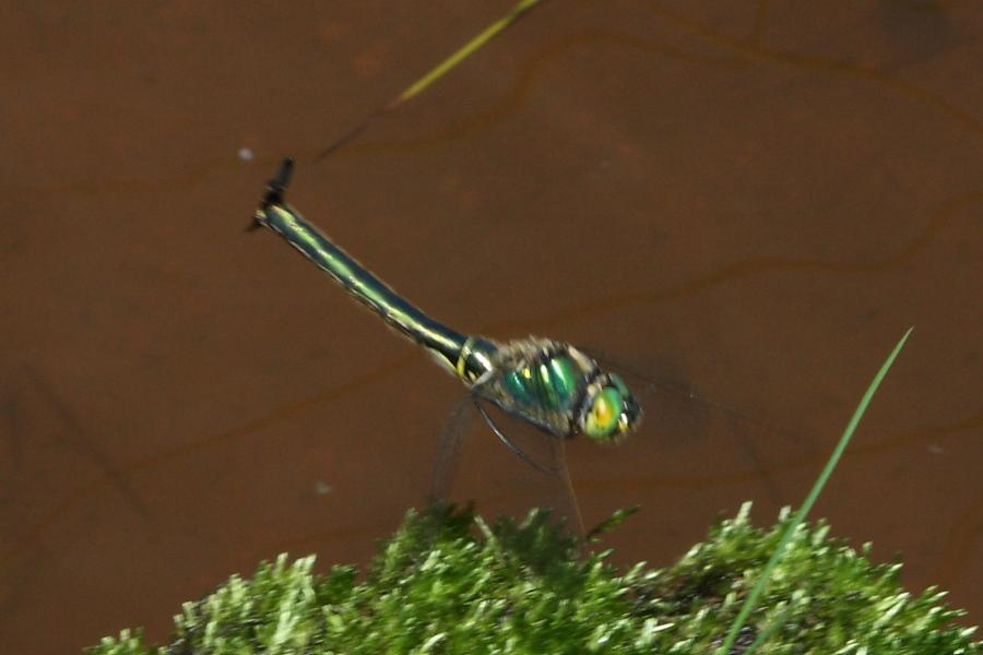 Aiuto identificazione: Somatochlora metallica