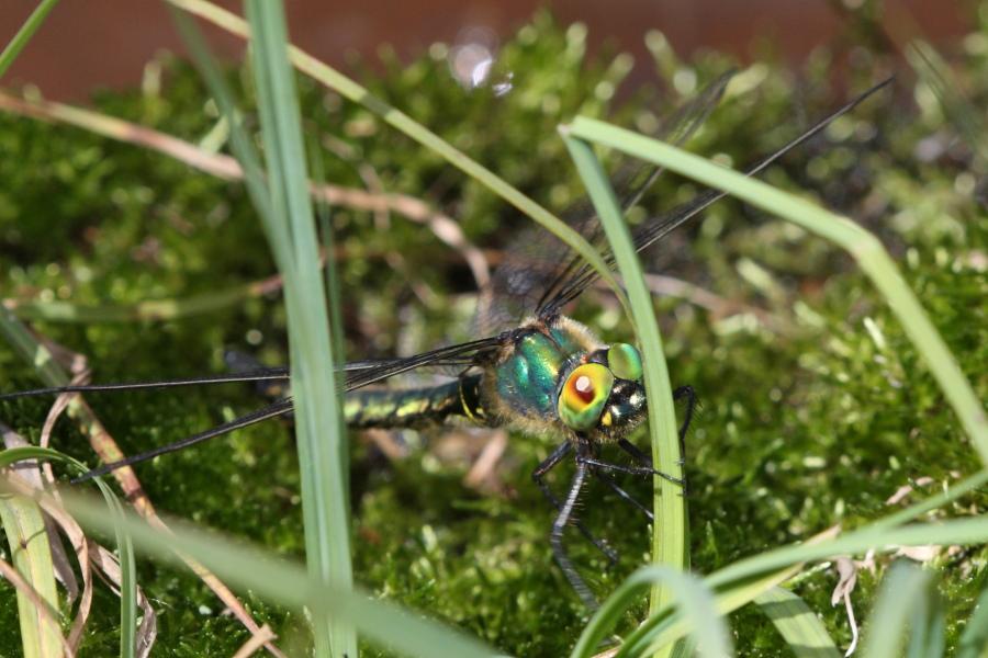 Aiuto identificazione: Somatochlora metallica