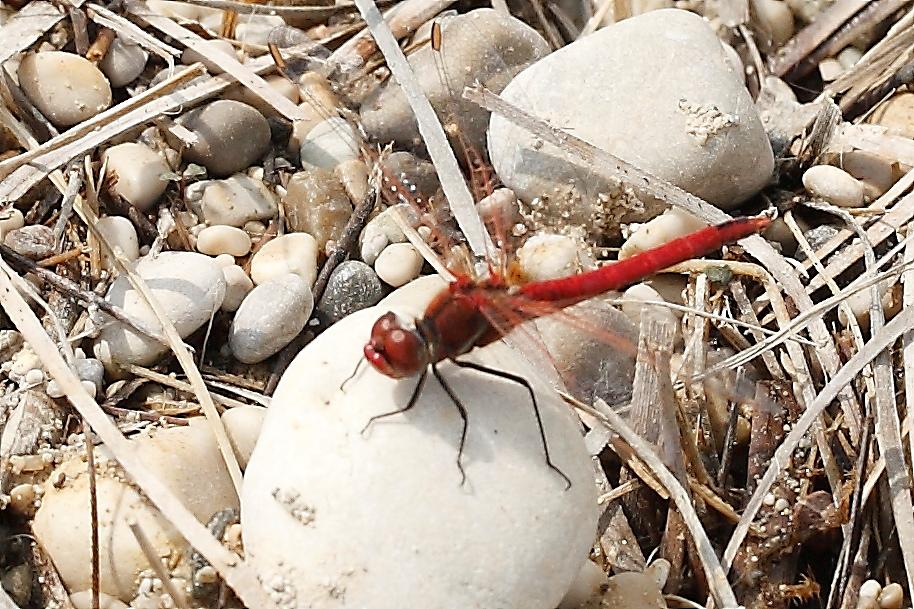 Id sympetrum - Sympetrum fonscolombii