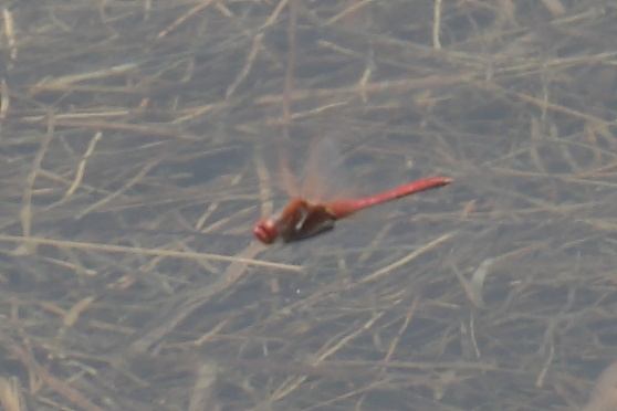 Id sympetrum - Sympetrum fonscolombii
