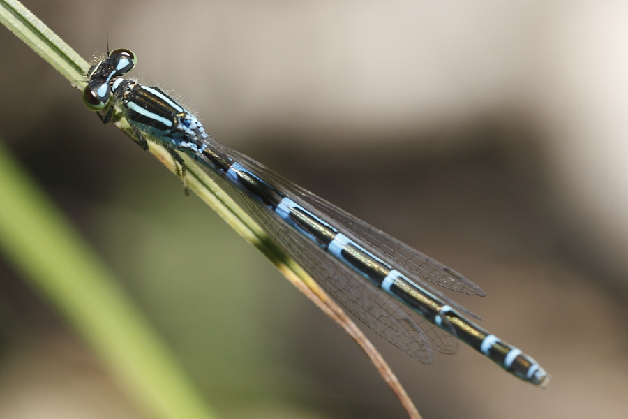 Coenagrion scitulum F?