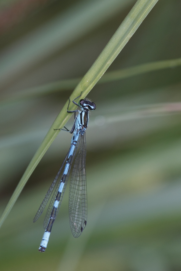 Coenagrion hastulatum?