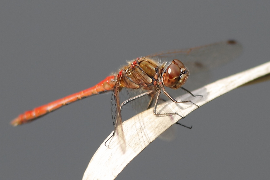 Sympetrum?