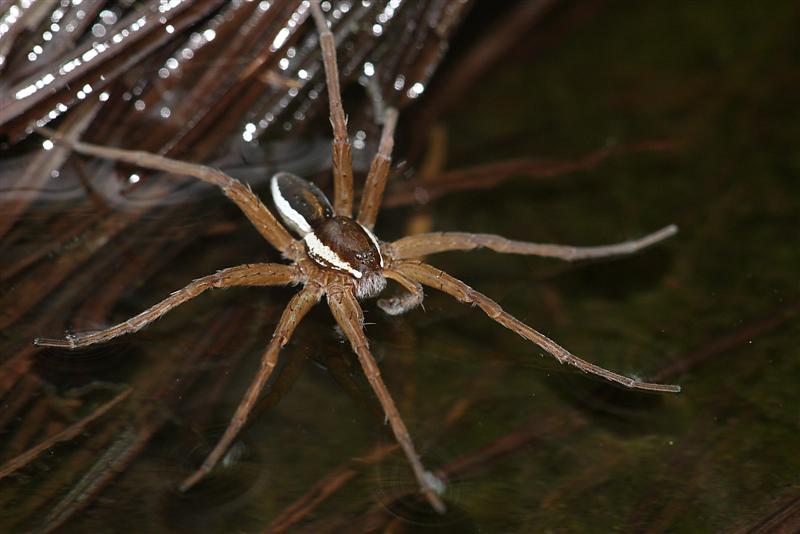 Dolomedes sp.