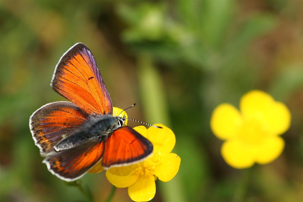 Lycaena hippothoe ♂