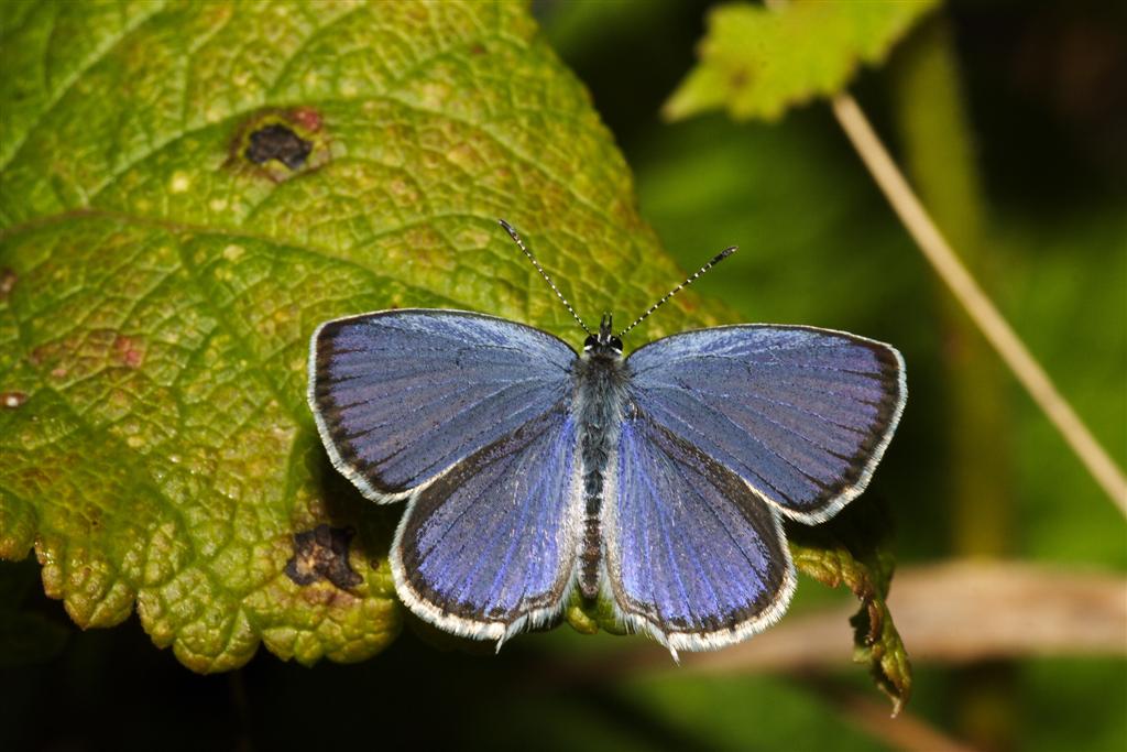 licenide da identif.:Cupido (Everes) argiades ♀♂