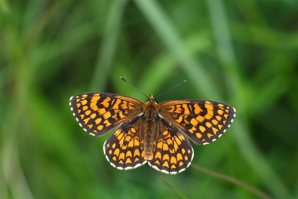 Ninfalide da identificare : Melitaea athalia ♂